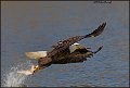 _2SB1963 american bald eagle